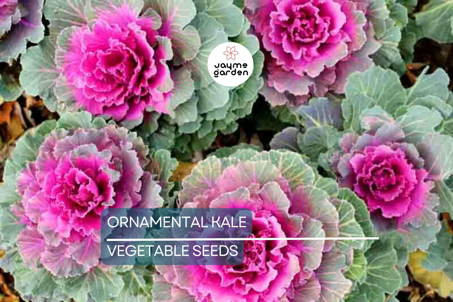 50 Ornamental Kale Seeds – Non-GMO Heirloom, Free Shipping, Decorative Garnish