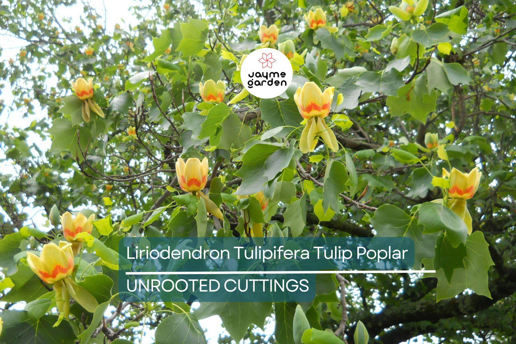 Tulip Poplar Tree Cuttings - 7 Live 12" Cuttings, Fast-Growing, Yellow Flowers, USDA Zones 4-9, Perfect for Shade or Street Trees