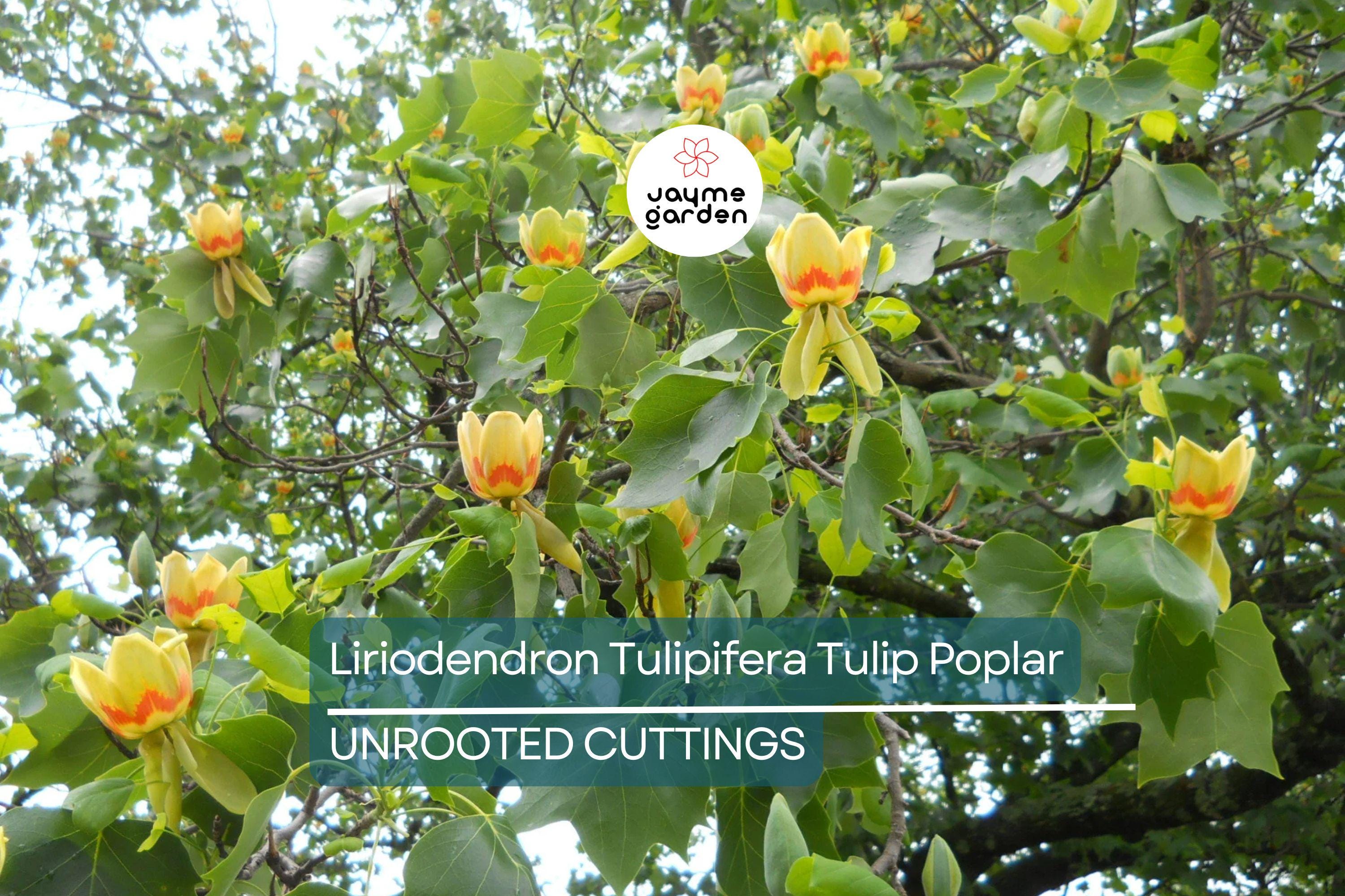 Tulip Poplar Tree Cuttings - 7 Live 12" Cuttings, Fast-Growing, Yellow Flowers, USDA Zones 4-9, Perfect for Shade or Street Trees