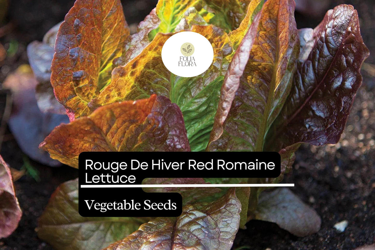 1000 Rouge De Hiver Lettuce Seeds – Lactuca sativa – Heirloom Romaine, Red-Tinted Leaves, Cold Hardy, Non-GMO, Sweet & Tender