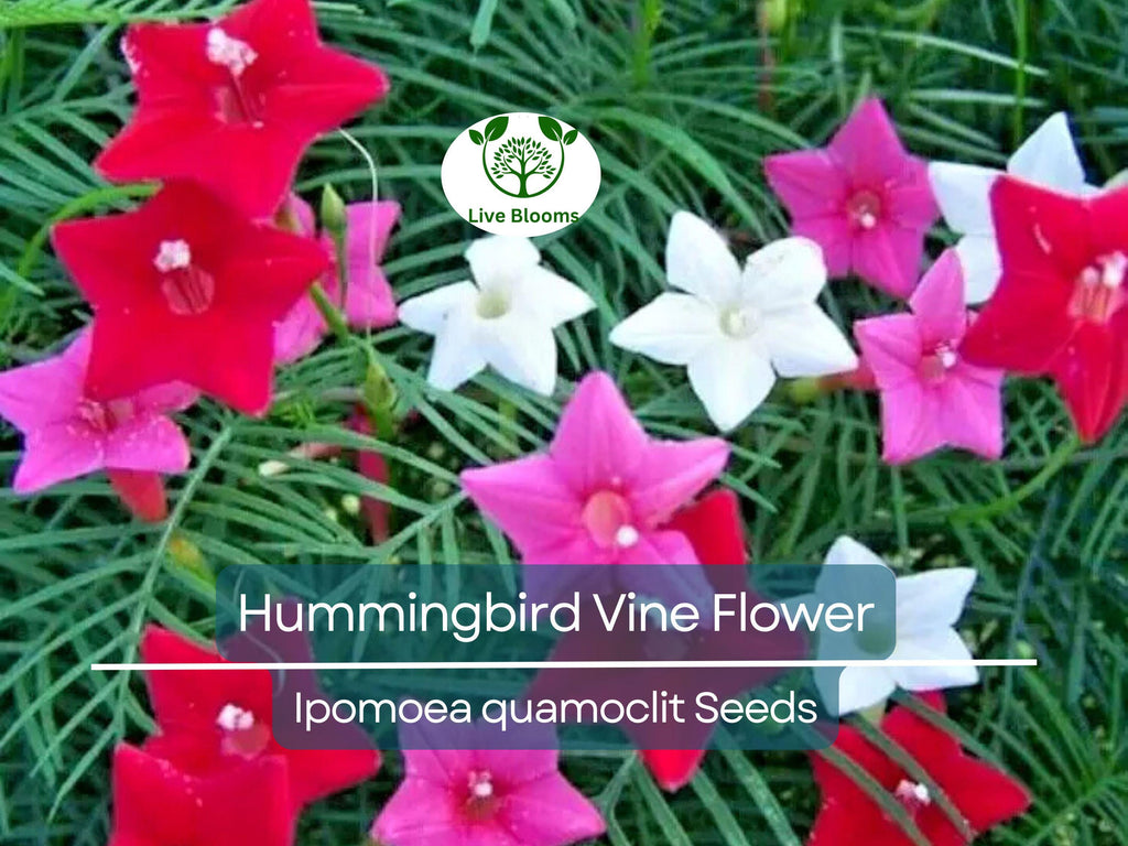20 Hummingbird Vine Flower Seeds - Mixed Colors (Ipo. quamoclit) Cardinal Climber - Fast-Growing, Vibrant, Pollinator-Friendly