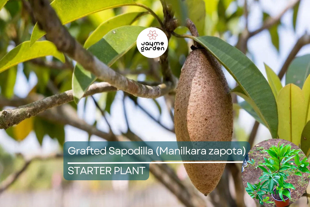 Grafted Sapodilla Tree (Manilkara zapota) – Live Tropical Fruit Tree, 24”-36”, Fast Fruiting, Sweet Caramel-Like Flavor