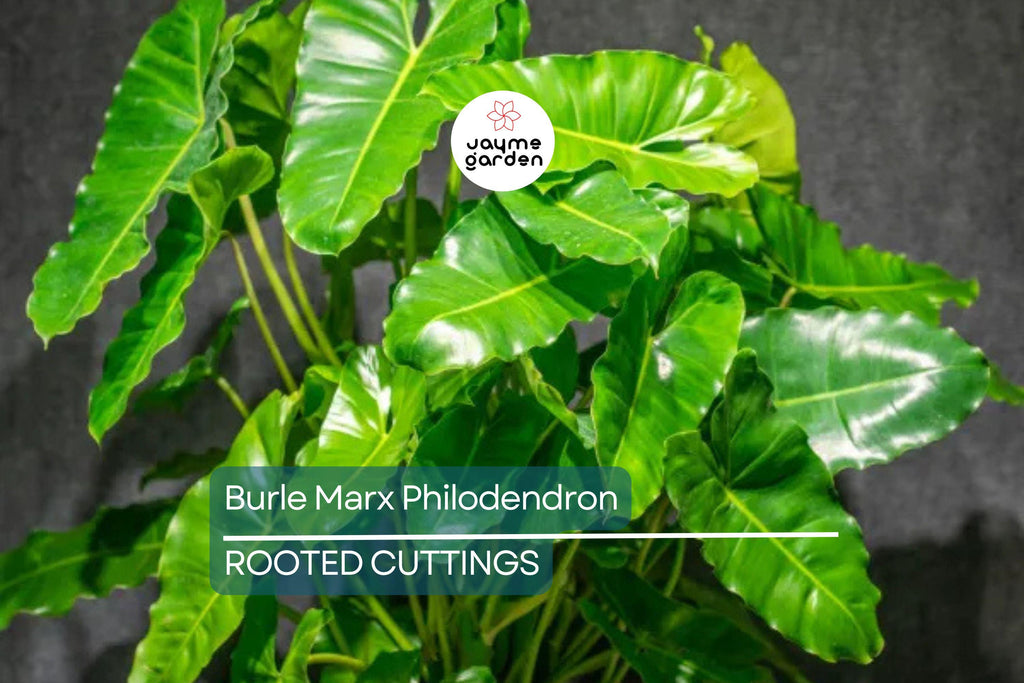 Burle Marx Philodendron Live Plant | Rooted Multi-Grow | No Cutting | Tropical Houseplant | Green Leaf | Easy to Care For