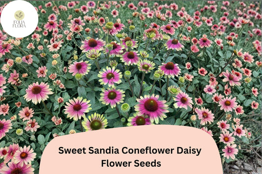 200+ Sweet Sandia Coneflower Daisy Seeds | Echinacea purpurea | Vibrant Pink & Red Blooms | Pollinator-Friendly Garden