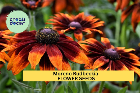 200+ Moreno Rudbeckia Seeds – Rich Mahogany Blooms for Garden Planting, Bold Summer Color for Beds, Borders & Pollinators – USA
