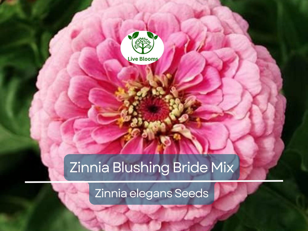 100 Seeds Zinnia Blushing Bride Mix, Cut Flowers, Pollinators, Weddings, Non-GMO, Zinnia elegans, Pink & White Blooms, Easy to Grow