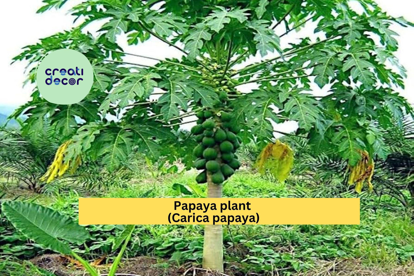 Papaya Plant | Carica papaya Live Rooted Starter | Tropical Fruit Tree 5–10” Tall for Outdoor Garden or Container Growing