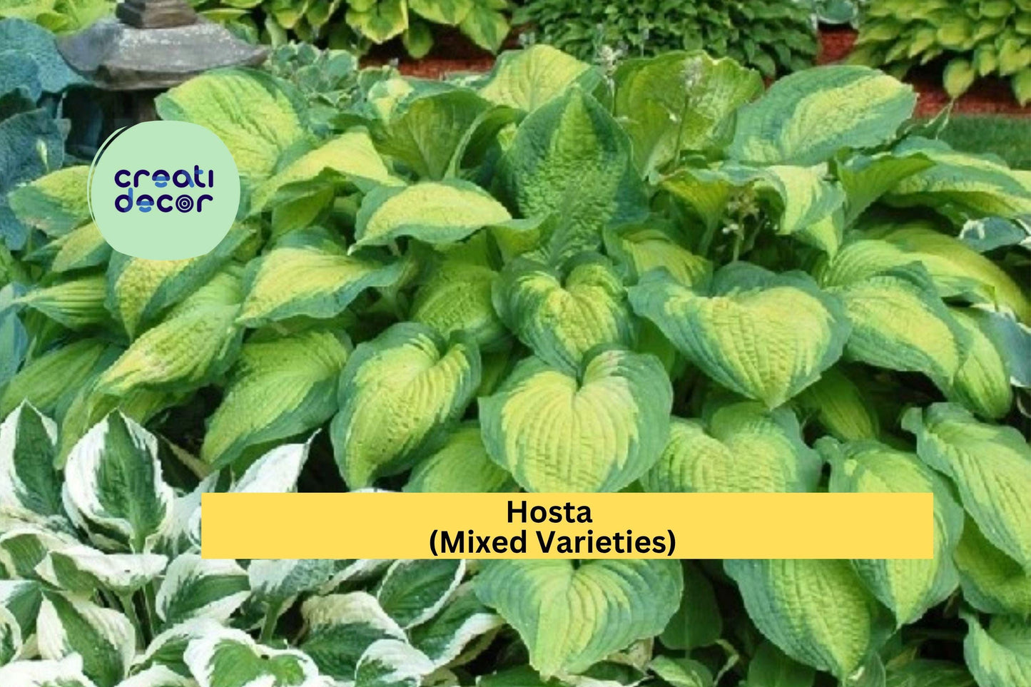 Hosta Mix Bare Root Plants | 20 Pack Live Perennial Roots | Shade Garden Foliage Variety