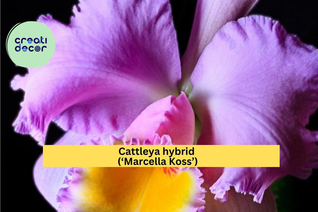 Cattleya Orchid Seedling ‘Marcella Koss’ – Live Starter Plug, Fragrant Orchid Plant for Indoor Display, Tropical Blooming Houseplant
