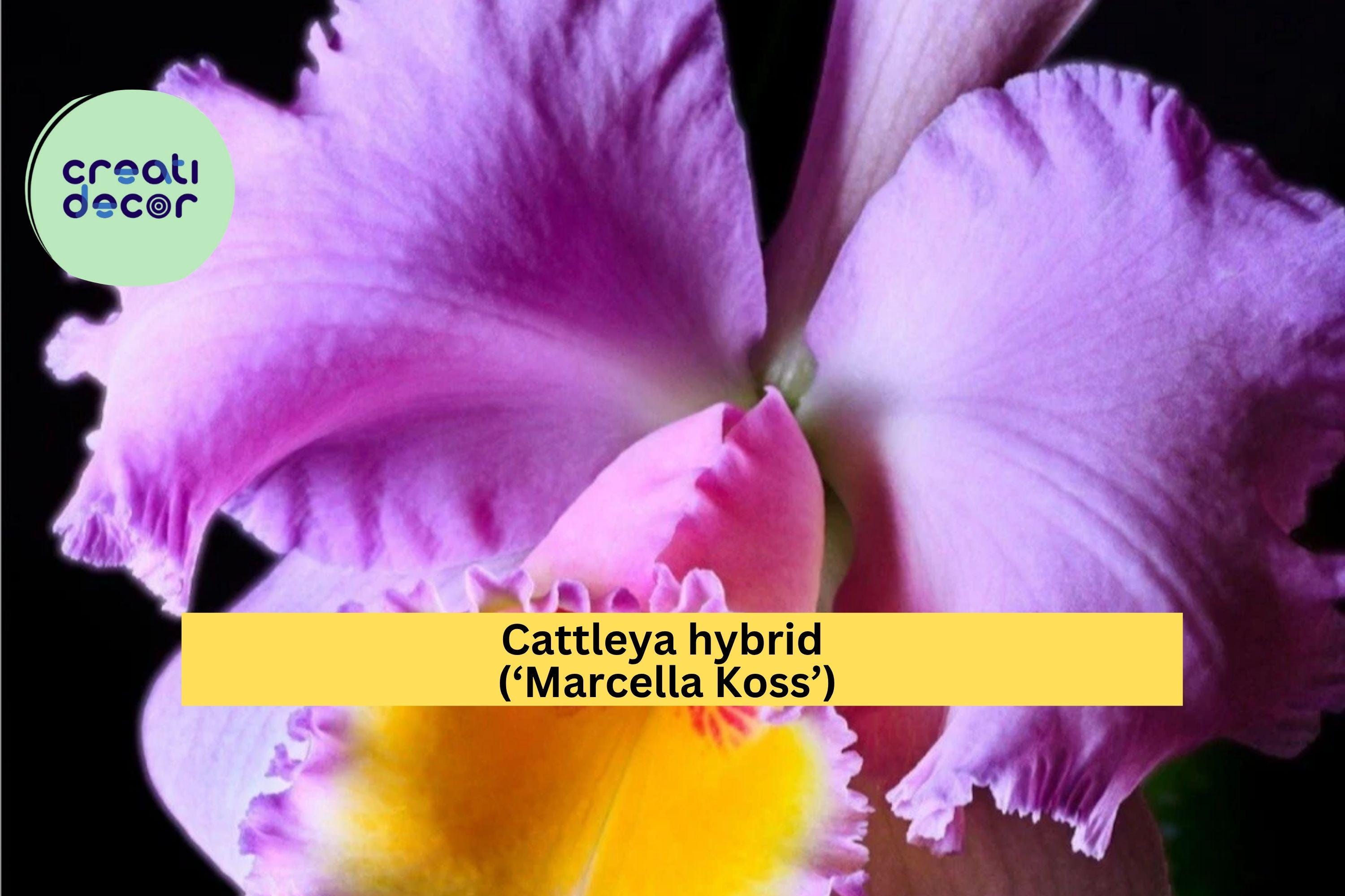 Cattleya Orchid Seedling ‘Marcella Koss’ – Live Starter Plug, Fragrant Orchid Plant for Indoor Display, Tropical Blooming Houseplant