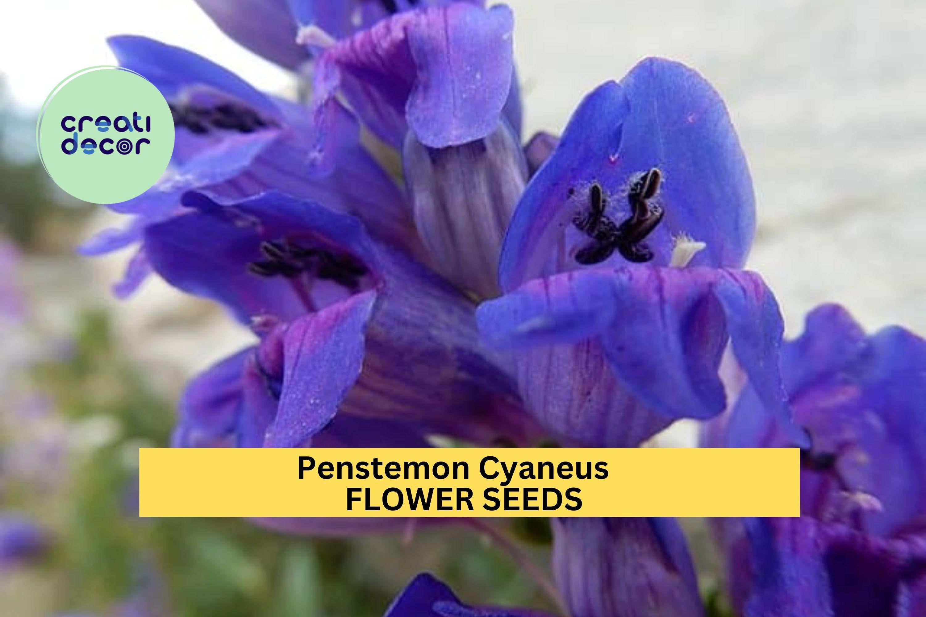 3pcs of 100mg Penstemon cyaneus Seeds – Blue Penstemon Wildflower for Dry Gardens, Meadows, or Pollinator Landscaping Seeds for Planting