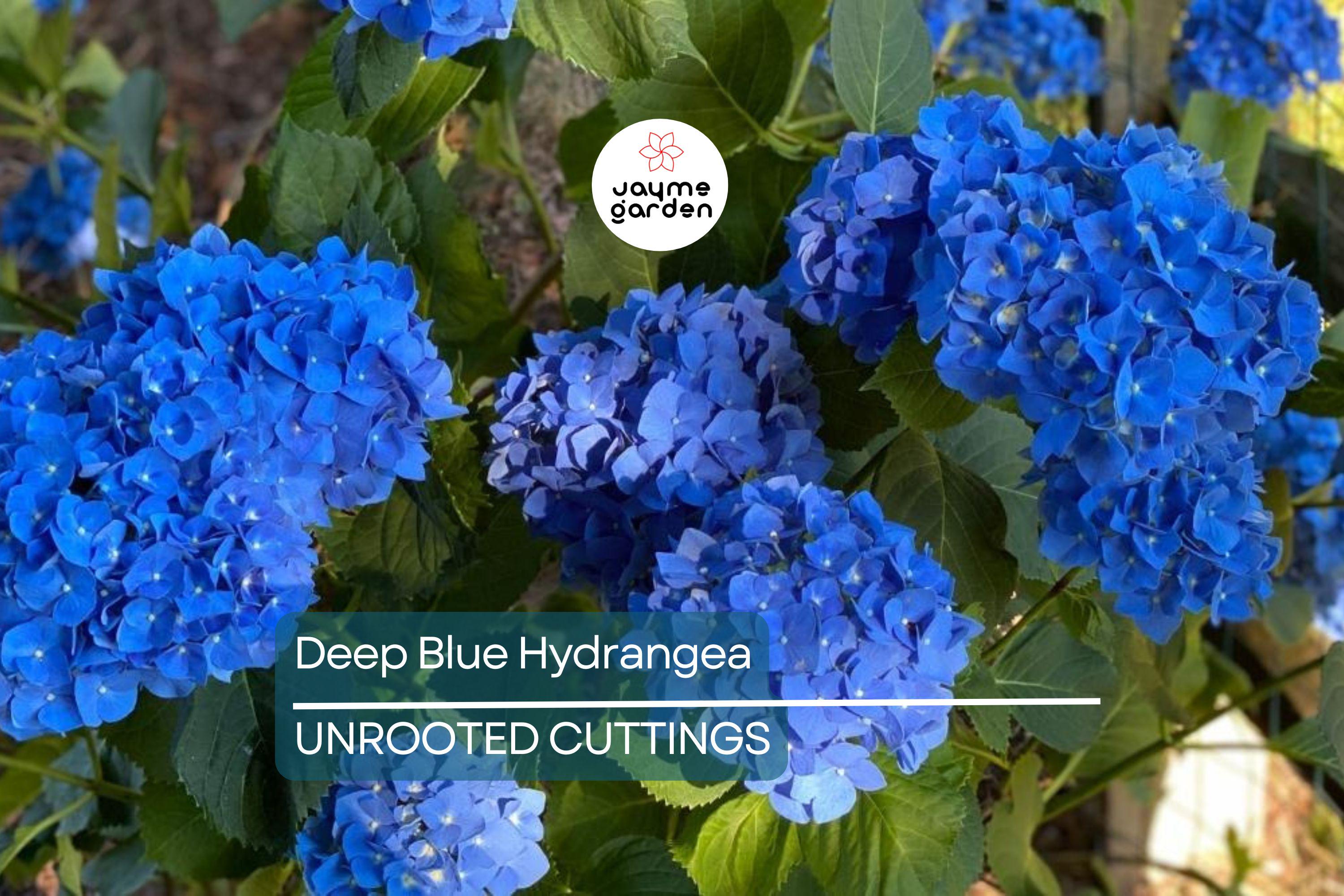 10 Fresh Cuttings of Deep Blue Hydrangea - Unrooted Starter Plant