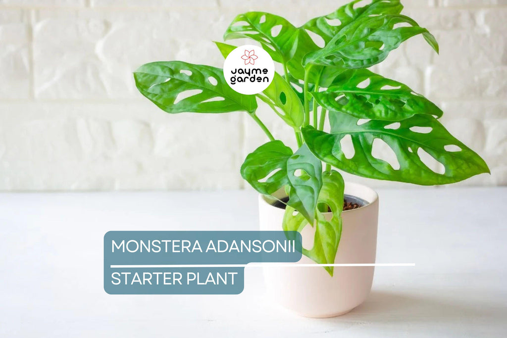 Monstera Adansonii (Swiss Cheese Plant) Live Starter Plant Easy Care, Climbing Tropical Beauty | 6" Cutting