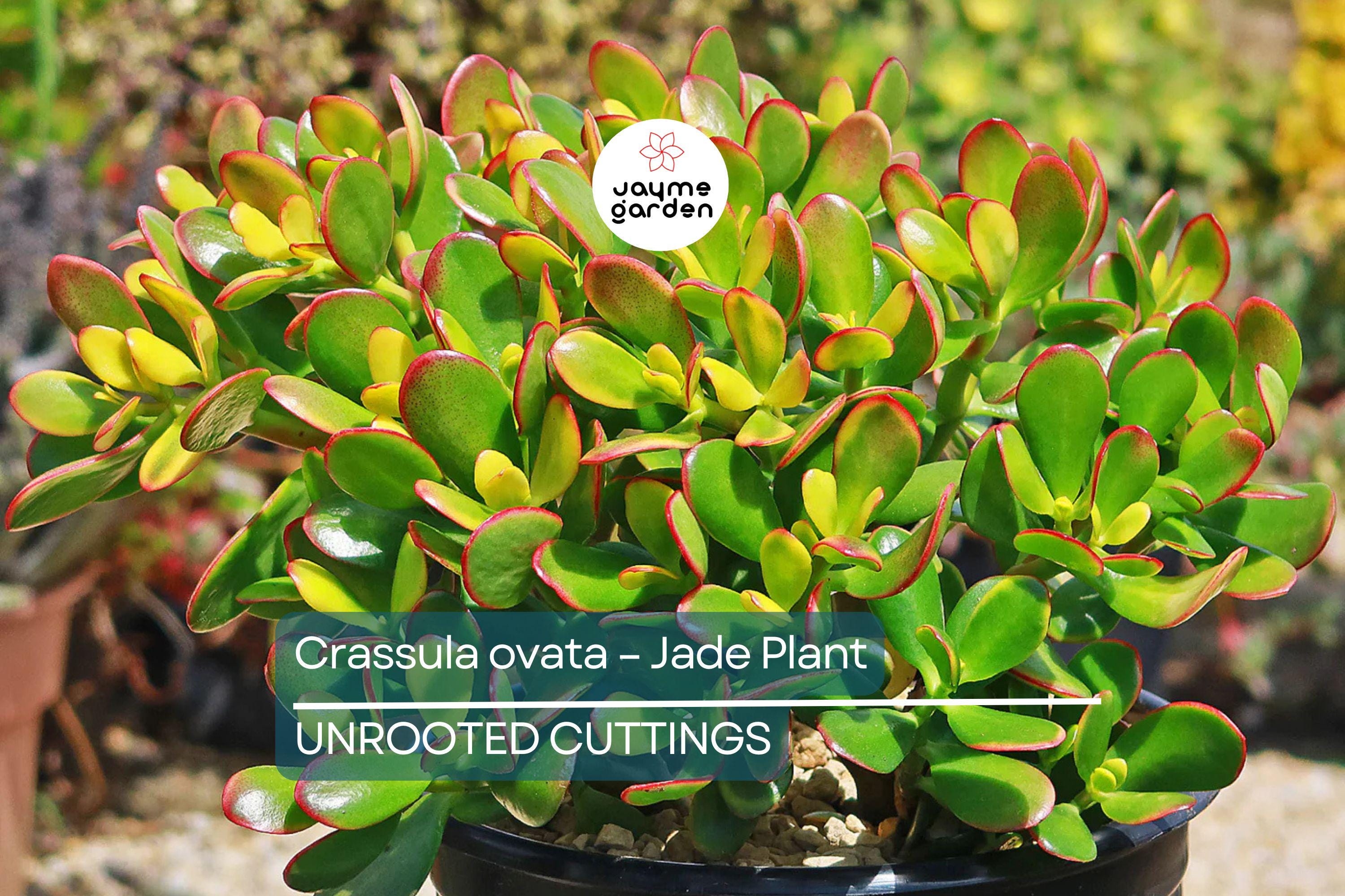 Crassula Ovata - Jade Plant | 2 Healthy Cuttings (3-5") | Easy-to-Grow Succulent for Indoor & Outdoor Decor