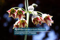 Allium Nectaroscordum Siculum Bulbs, Sicilian Honey Garlic, Bell-Shaped Flowers, Deer-Resistant, USDA Zones 4-9, 3 Pack
