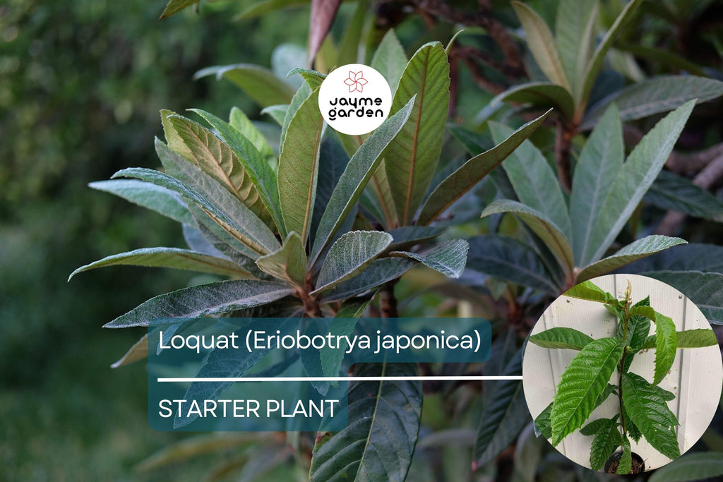 Loquat Tree - Live Eriobotrya japonica Fruit Tree 1’-2’ Tall | Ornamental & Edible | Sweet, Tangy Fruit for Gardens and Containers
