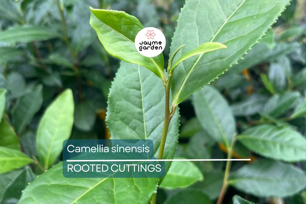 Live Camellia Sinensis Tea Plant – 8-10” Tall, Grow Your Own Tea – Zones 6-10