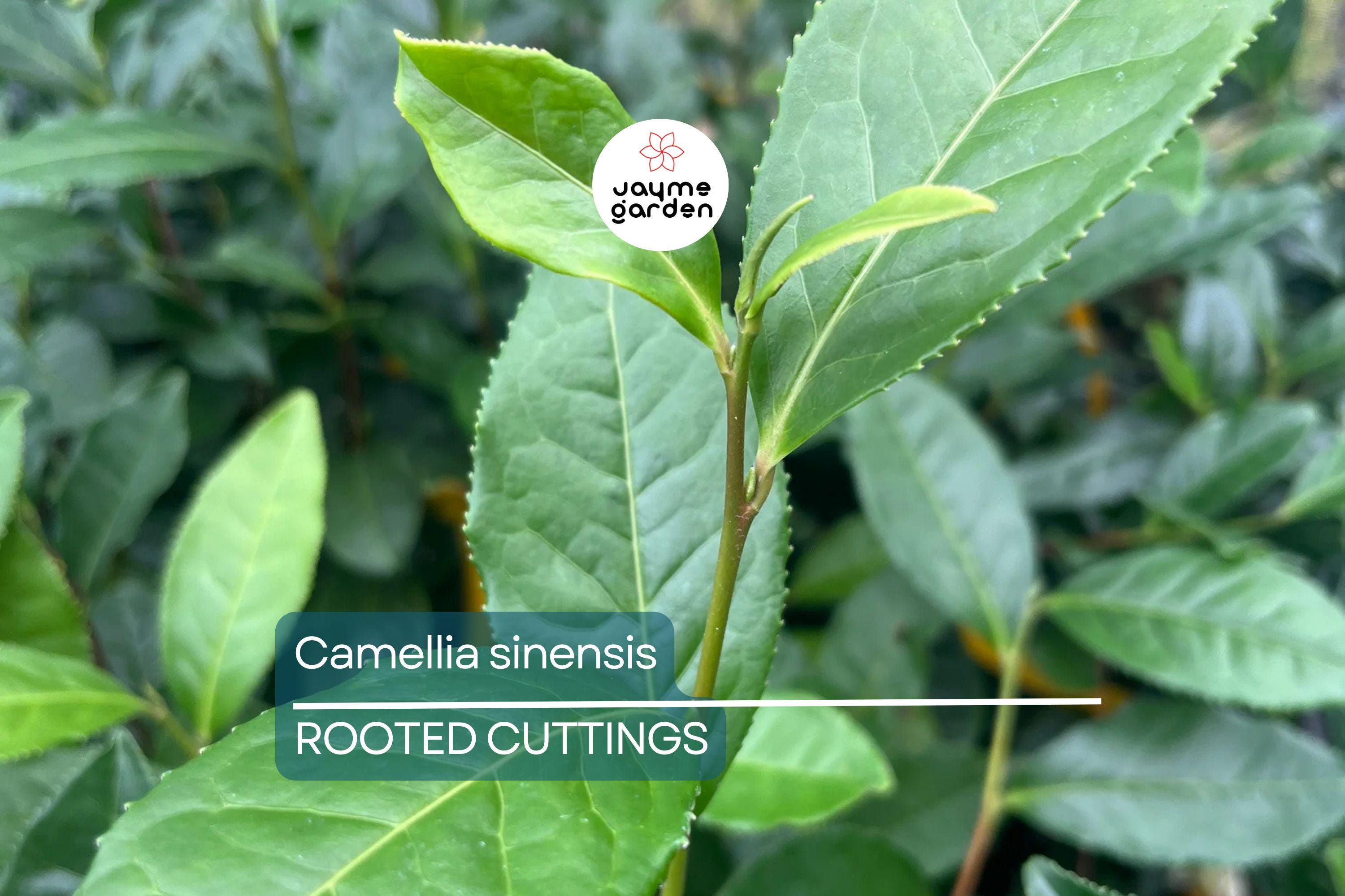Live Camellia Sinensis Tea Plant – 8-10” Tall, Grow Your Own Tea – Zones 6-10