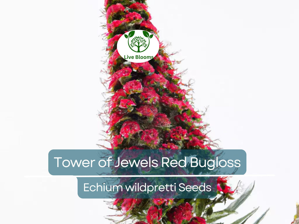 50 Tower of Jewels Red Bugloss Seeds (Echium wildpretti) | Tropical, Hardy Perennial, Vibrant Flowers, Attracts Pollinators