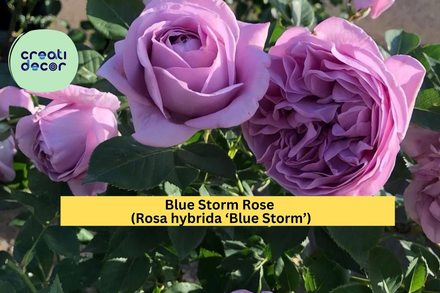 Blue Storm Rose Live Plant – 2-Year-Old Hybrid Tea Rose with Strong Roots, Large Lavender-Blue Blooms, Hardy Garden Flower Bush Zones 6–9