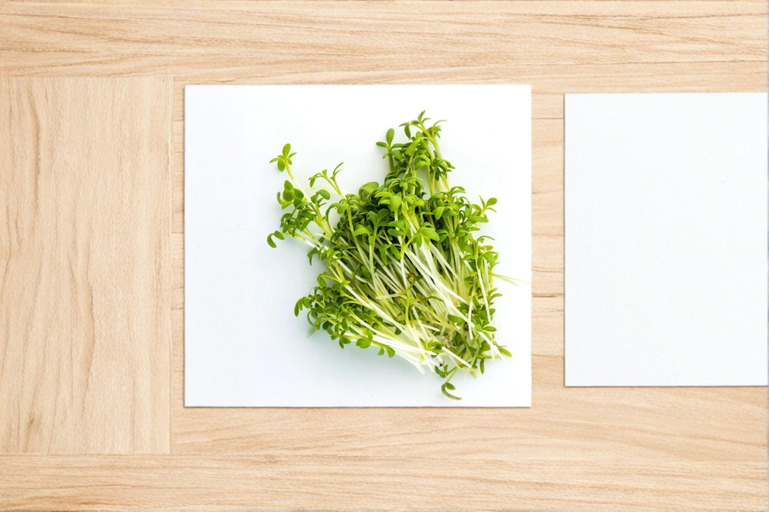 Cress – Curled / Pepper Cress / Garden Cress 800 Seeds | Fast-Growing Greens | Spicy Peppery Flavor | Perfect for Microgreens