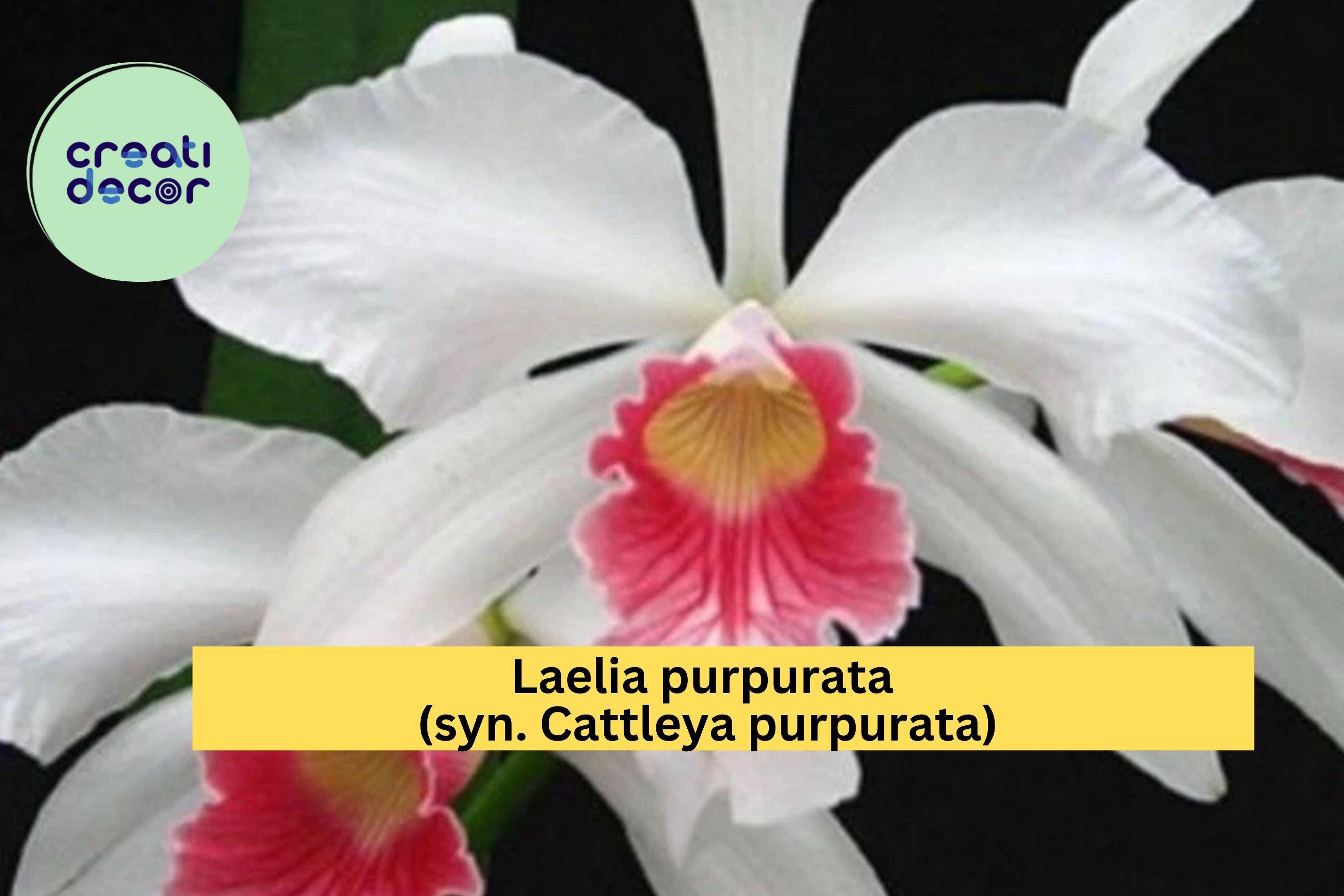 Laelia purpurata Orchid – Live Bare Root Plant, Assorted Varieties, Exotic Cattleya-Type Orchid for Collectors and Indoor Growing