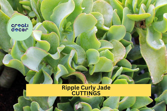 3 Ripple Jade Cuttings – Crassula arborescens undulatifolia | 4–5" Curly Leaf Succulent for Pots, Rock Gardens, or Indoor Containers