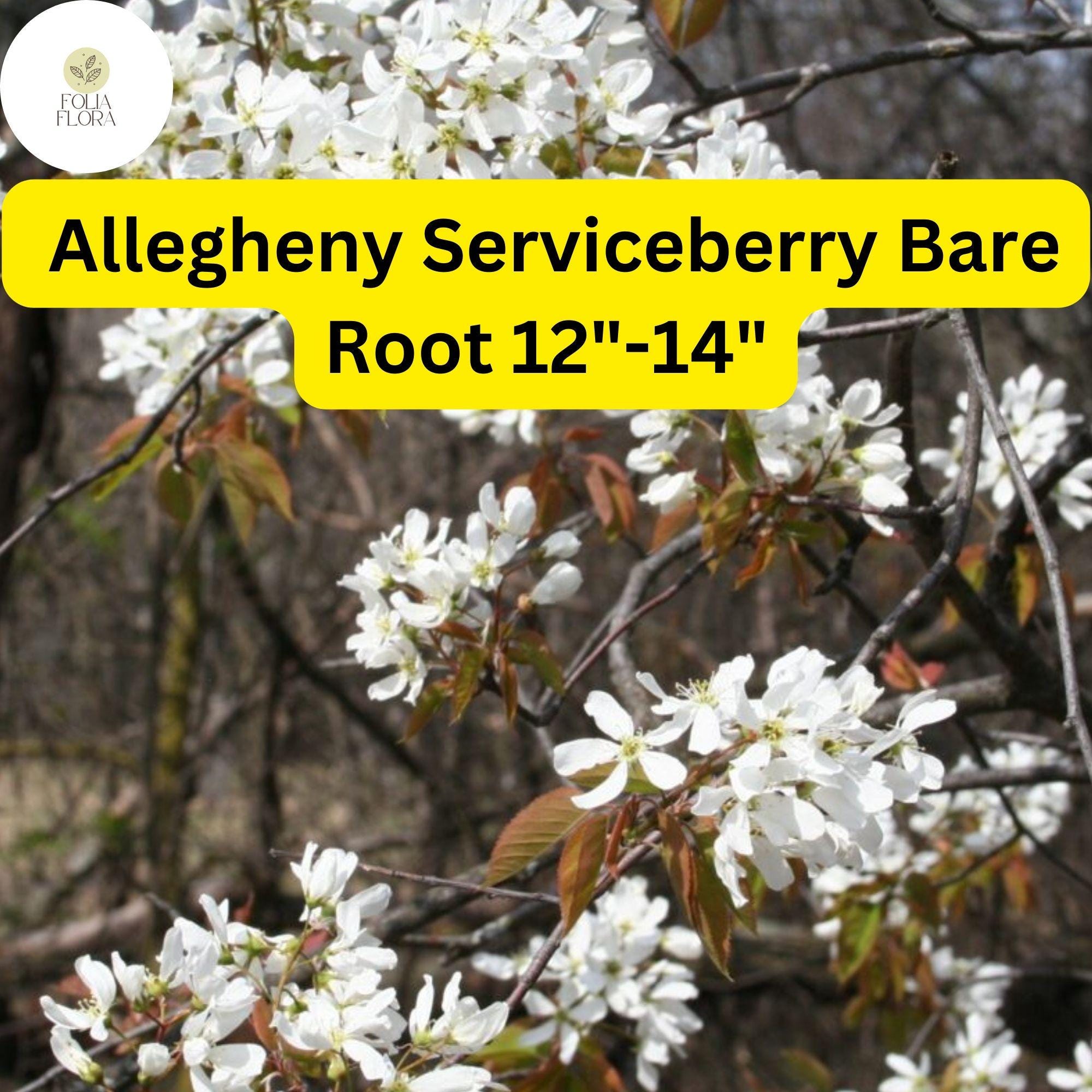 1 Allegheny Serviceberry Tree - Live Bare Root Plant 12"-14" (Amelanchier laevis)