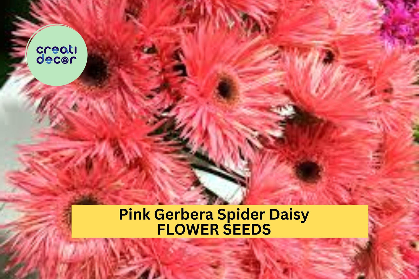 50+ Pink Gerbera Spider Daisy Seeds – Unique Spiky Petal Blooms for Garden Planting, Bold Flowers for Borders & Bouquets – USA