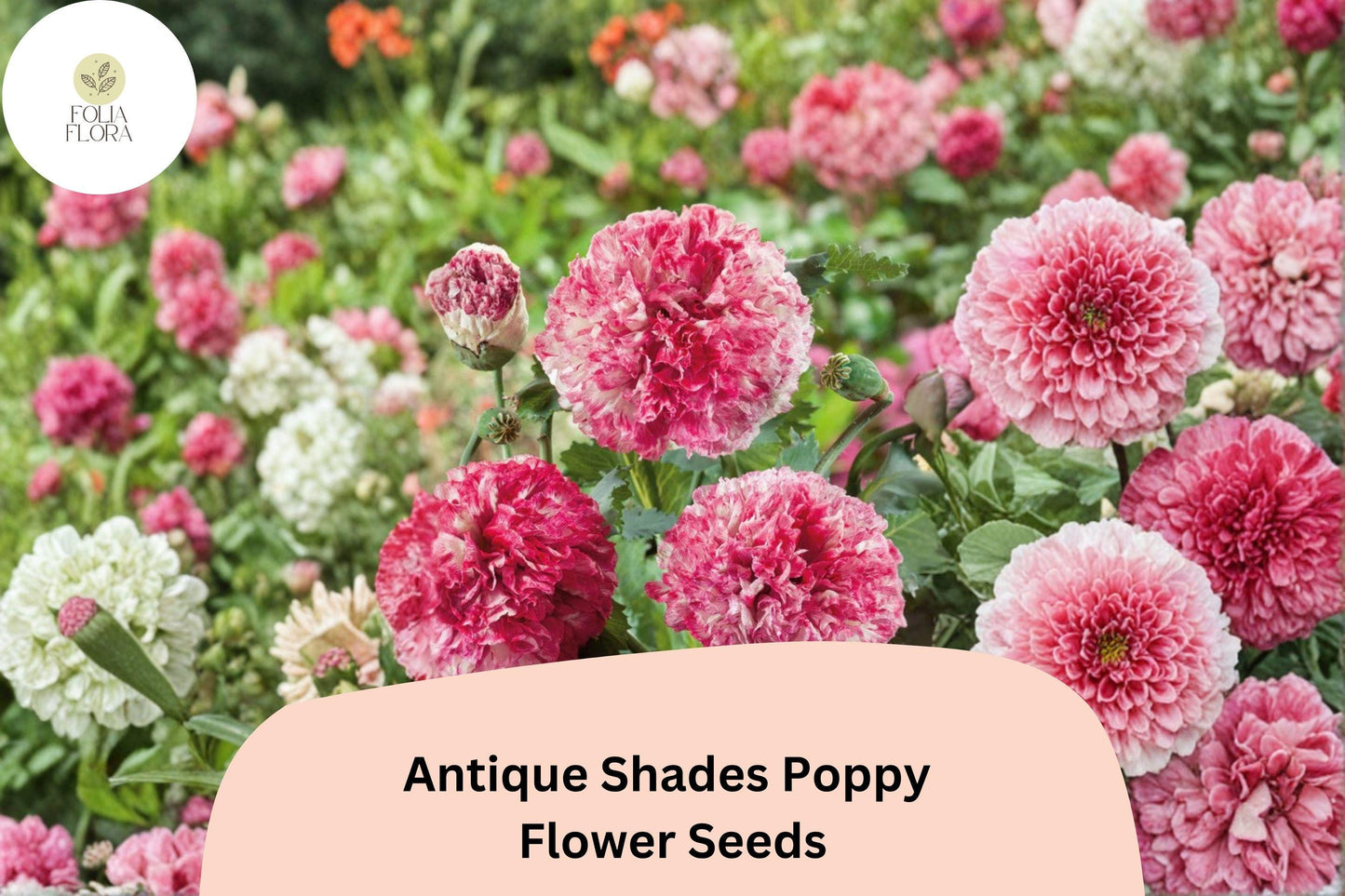 200+ Antique Shades Poppy Seeds | Papaver | Vintage Garden Blooms | Easy-to-Grow Annual Flower Seeds for Beds & Pots