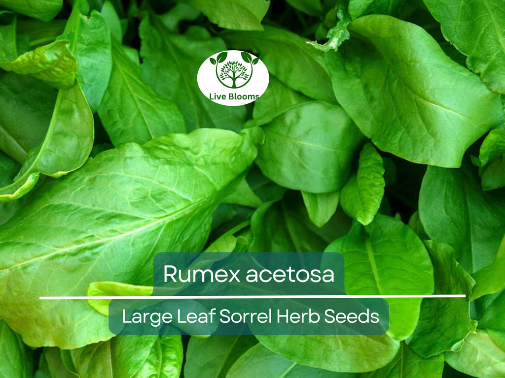 250 mg Seeds Large Leaf Sorrel – Rumex acetosa Herb for Planting | Perennial Garden Greens, Tart Flavor, Easy to Grow