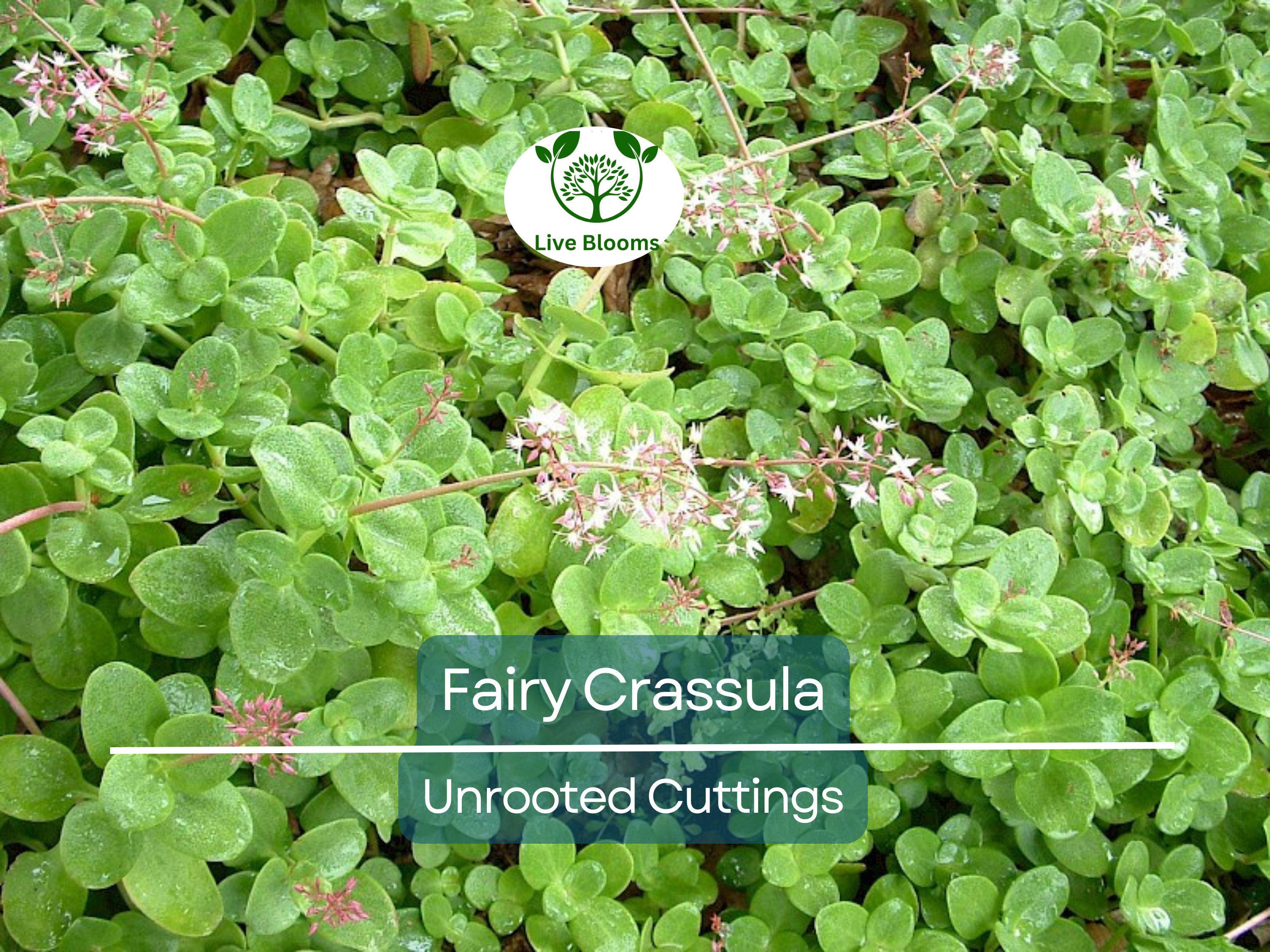 3 Fairy Crassula Succulent 3" Unrooted Cuttings - Crassula Multicava, Calico Kitten, Easy Care Houseplant, Rare Succulent for Gardening