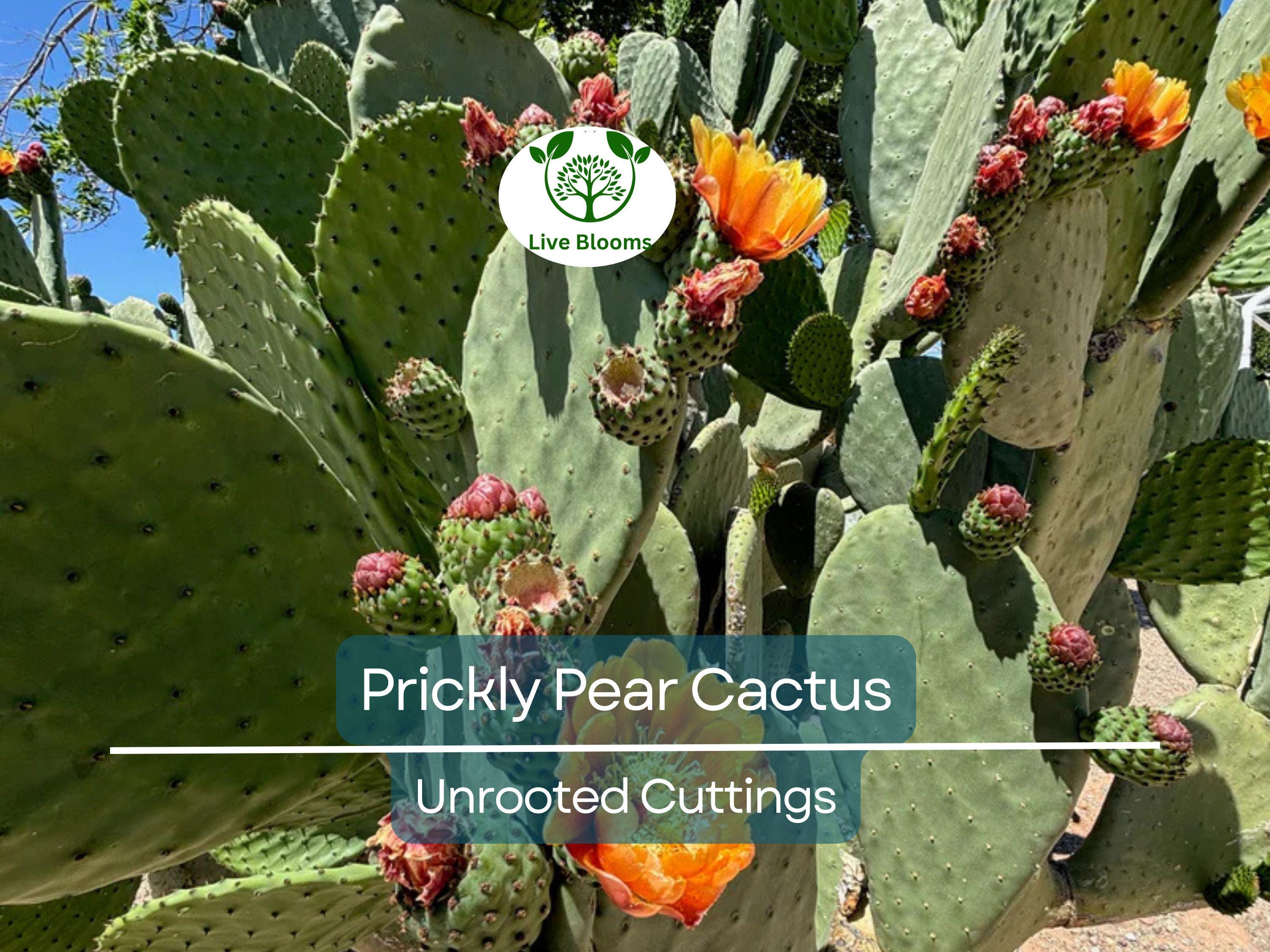 1 Prickly Pear Cactus Plant (Opuntia) Unrooted Cuttings, Edible Fruit, Orange, Pink & Yellow Blooms, Hardy Desert Plant, for Gardens