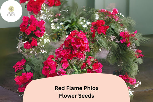 100+ Red Flame Phlox Seeds – Tall Perennial Garden Flower Seeds, Phlox paniculata