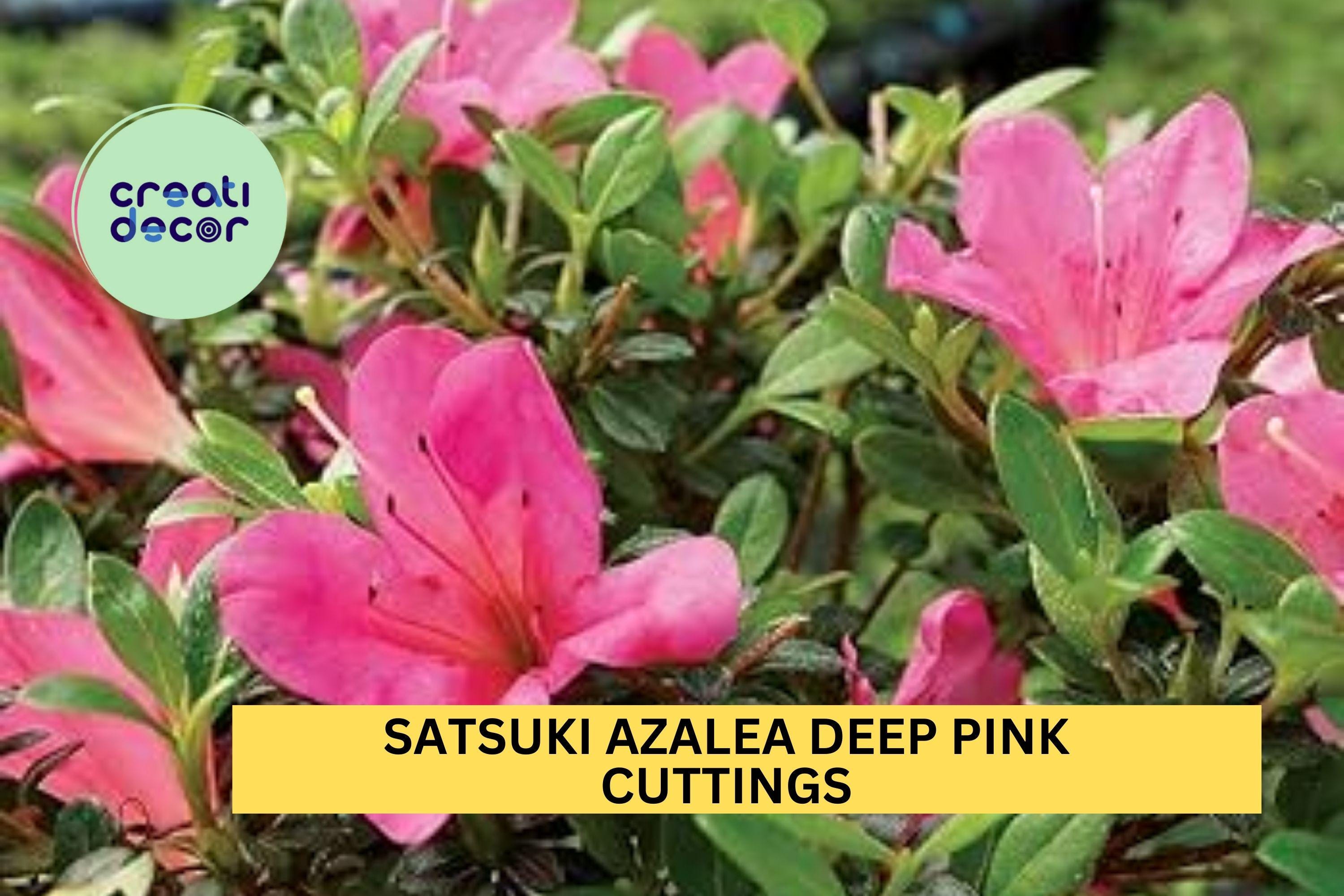 Satsuki Azalea Deep Pink 5 Cuttings | Rhododendron Indicum Starter Wood | Bonsai or Garden Flowering Shrub | USA Seller