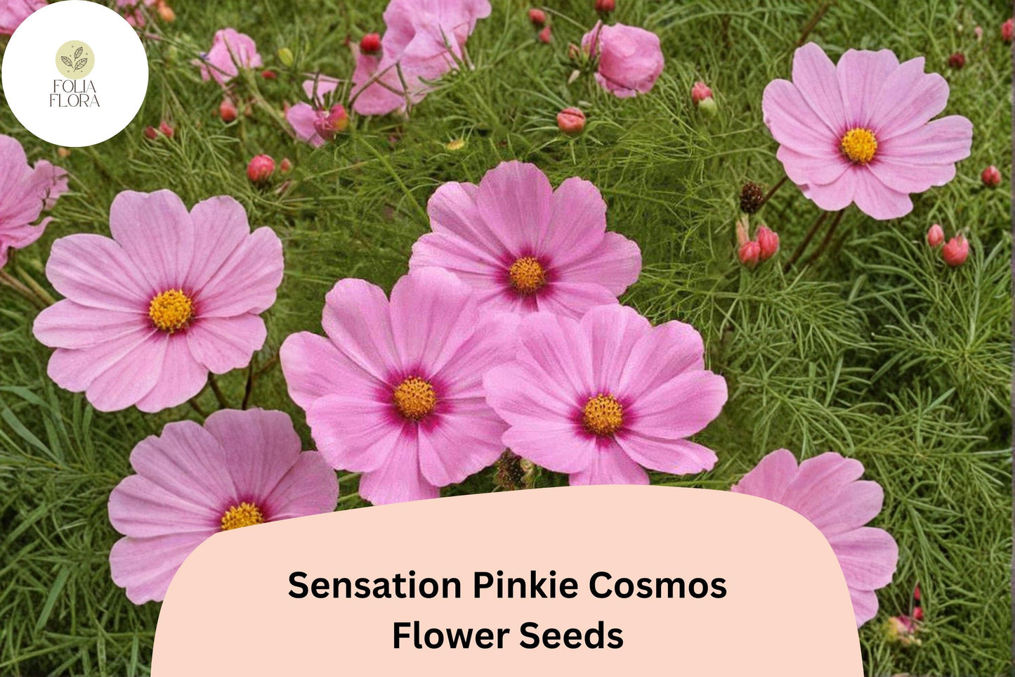 200+ Sensation Pinkie Cosmos Seeds | Cosmos bipinnatus Bright Pink Blooms | Easy Annual Garden Flower Seeds