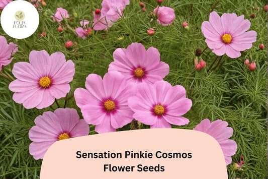 200+ Sensation Pinkie Cosmos Seeds | Cosmos bipinnatus Bright Pink Blooms | Easy Annual Garden Flower Seeds