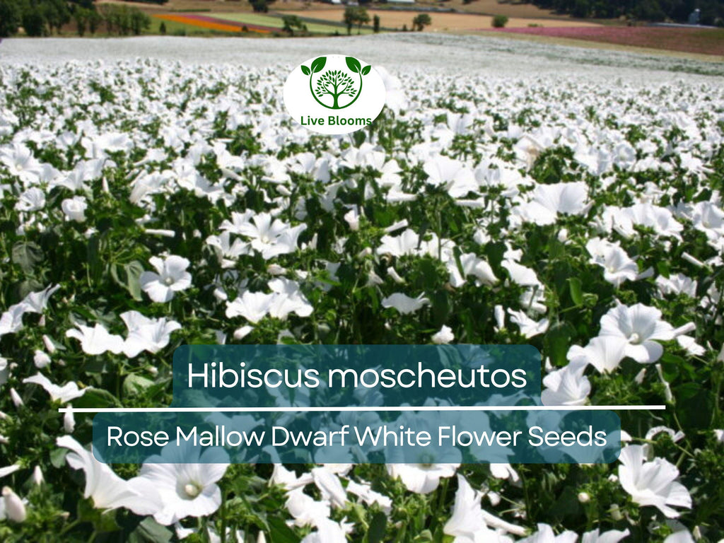 40 Seeds Rose Mallow Dwarf White (Hibiscus moscheutos) - Hardy Perennial, Compact Flowering Plant, Ideal for Gardens, Attracts Pollinators