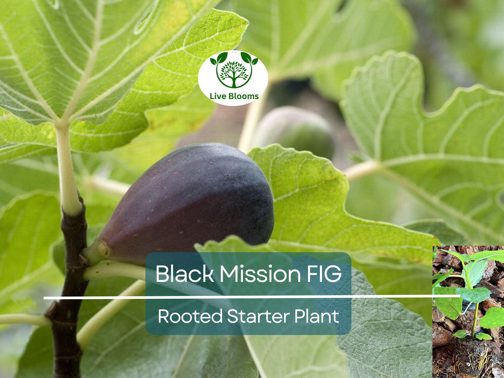 1 Ficus "Black Mission" Fig Tree Starter Plant - Hardy, Healthy, Fresh Ficus Carica, Indoor/Outdoor, Delicious Fruit, Home Garden, Edible