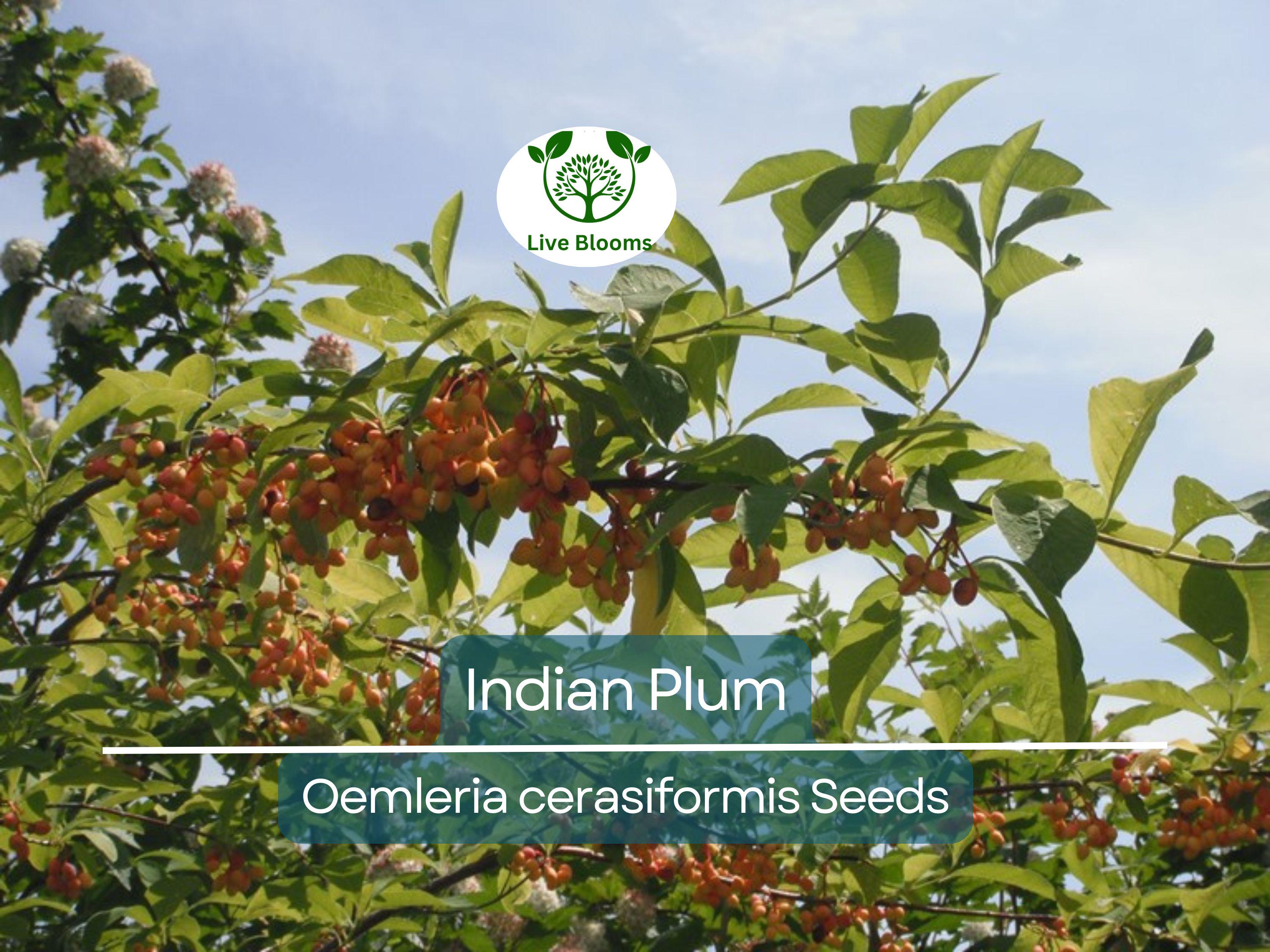 10 Indian Plum Seeds | Oso Berry (O. cerasiformis), Fast-Growing Edible Fruit Shrub, Perfect for Gardens & Wildlife