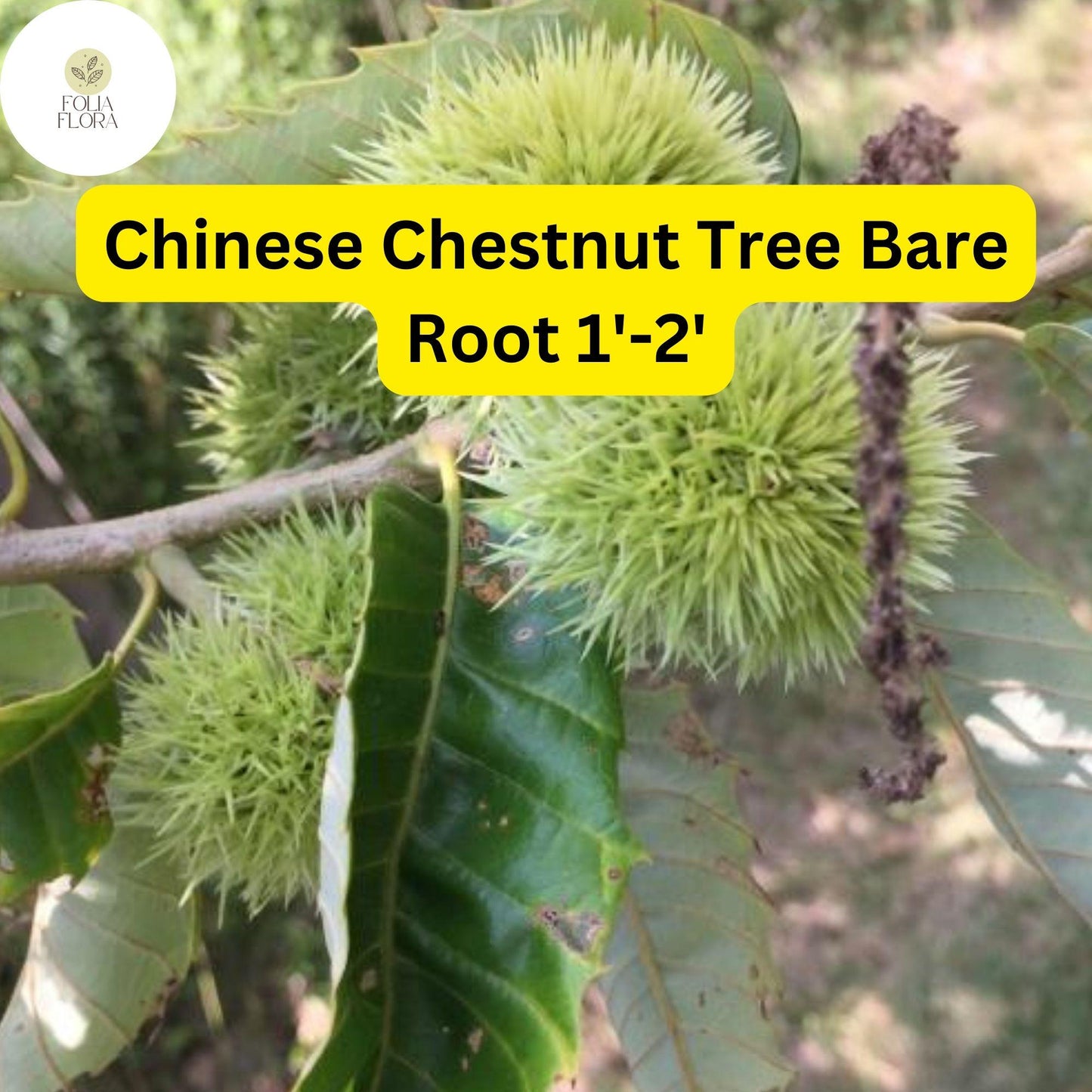 2 Castanea mollissima Chinese Chestnut Tree - Live Bare Root Plant 1'-2' for Zones 4-8 - Edible Nuts, Hardy Tree