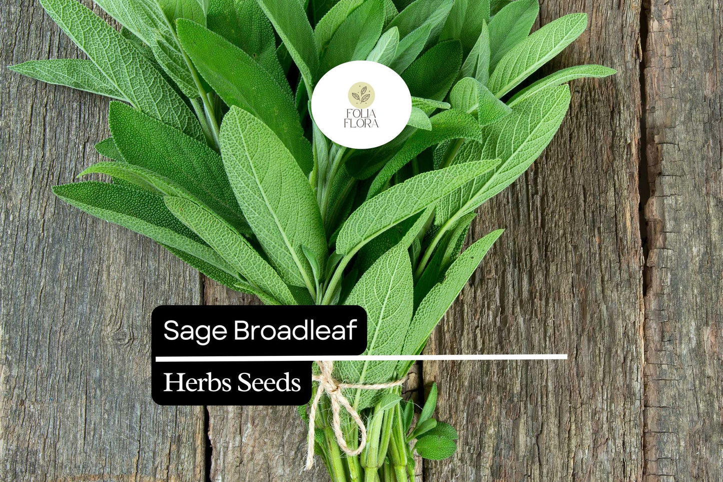 50 Seeds Sage Broadleaf, Salvia Officinalis, Aromatic Culinary Herb for Garden and Kitchen