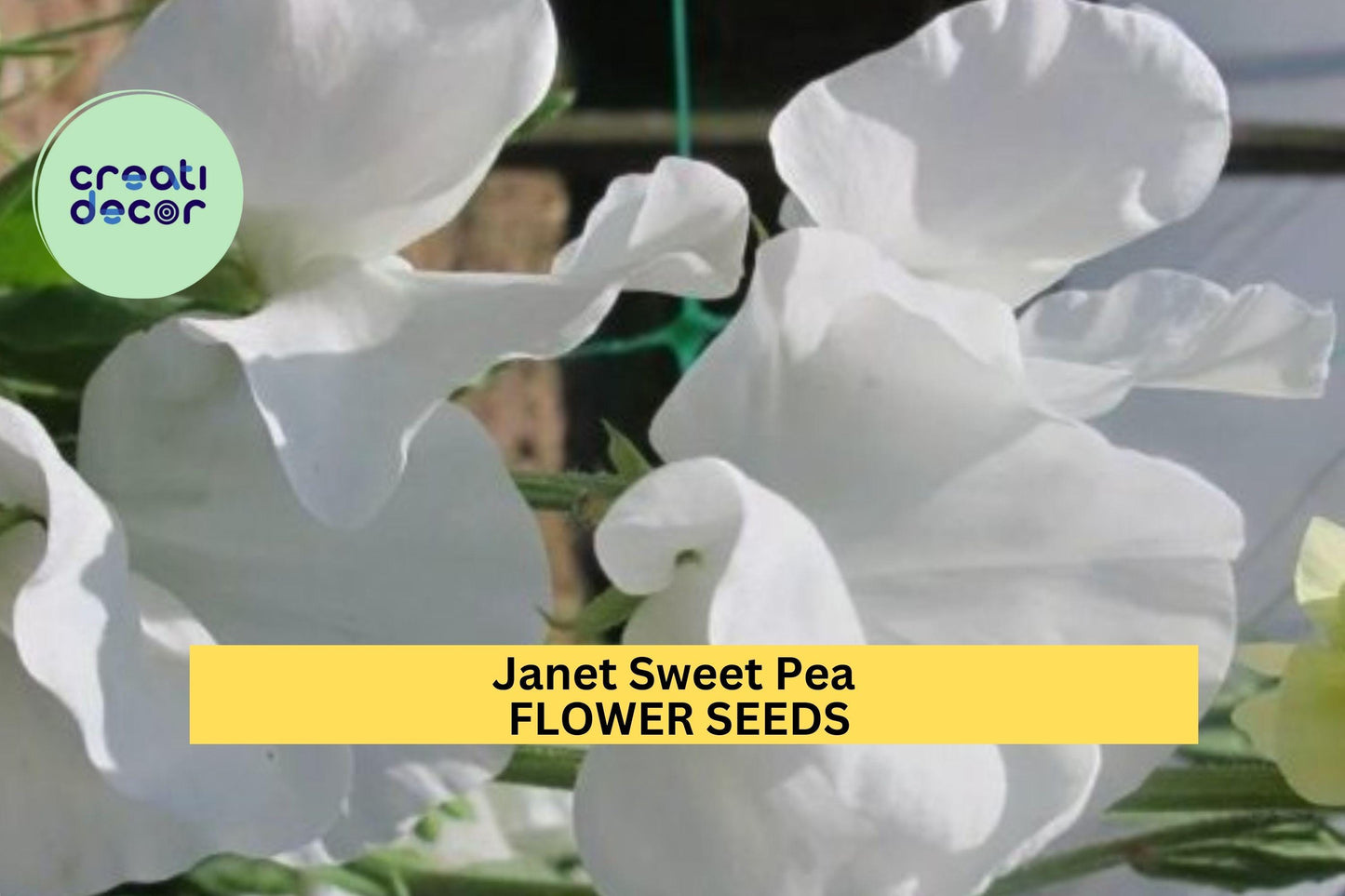 50+ Janet Sweet Pea Seeds – Soft Pink Fragrant Blooms for Garden Planting, Climbing Vines for Trellises, Fences & Bouquets – USA