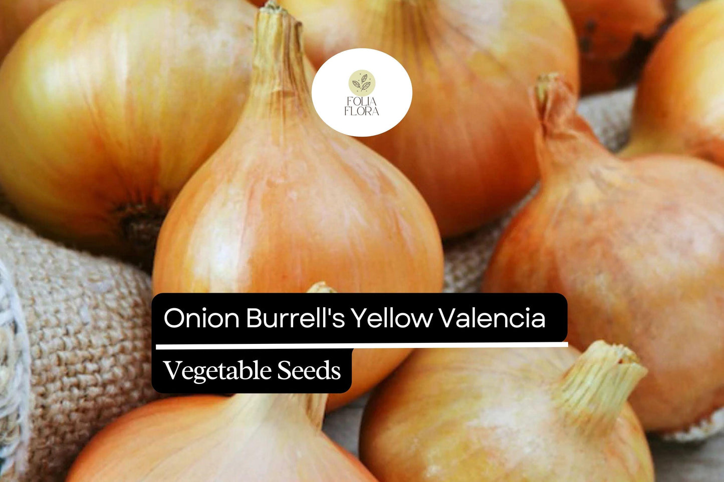250mg Onion Burrell's Yellow Valencia Seeds Allium cepa | Sweet Globe Onion, Non-GMO, High Yields, Fresh & Storage-Ready Variety
