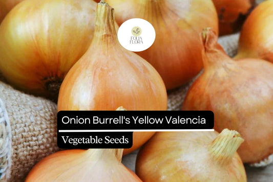 250mg Onion Burrell's Yellow Valencia Seeds Allium cepa | Sweet Globe Onion, Non-GMO, High Yields, Fresh & Storage-Ready Variety