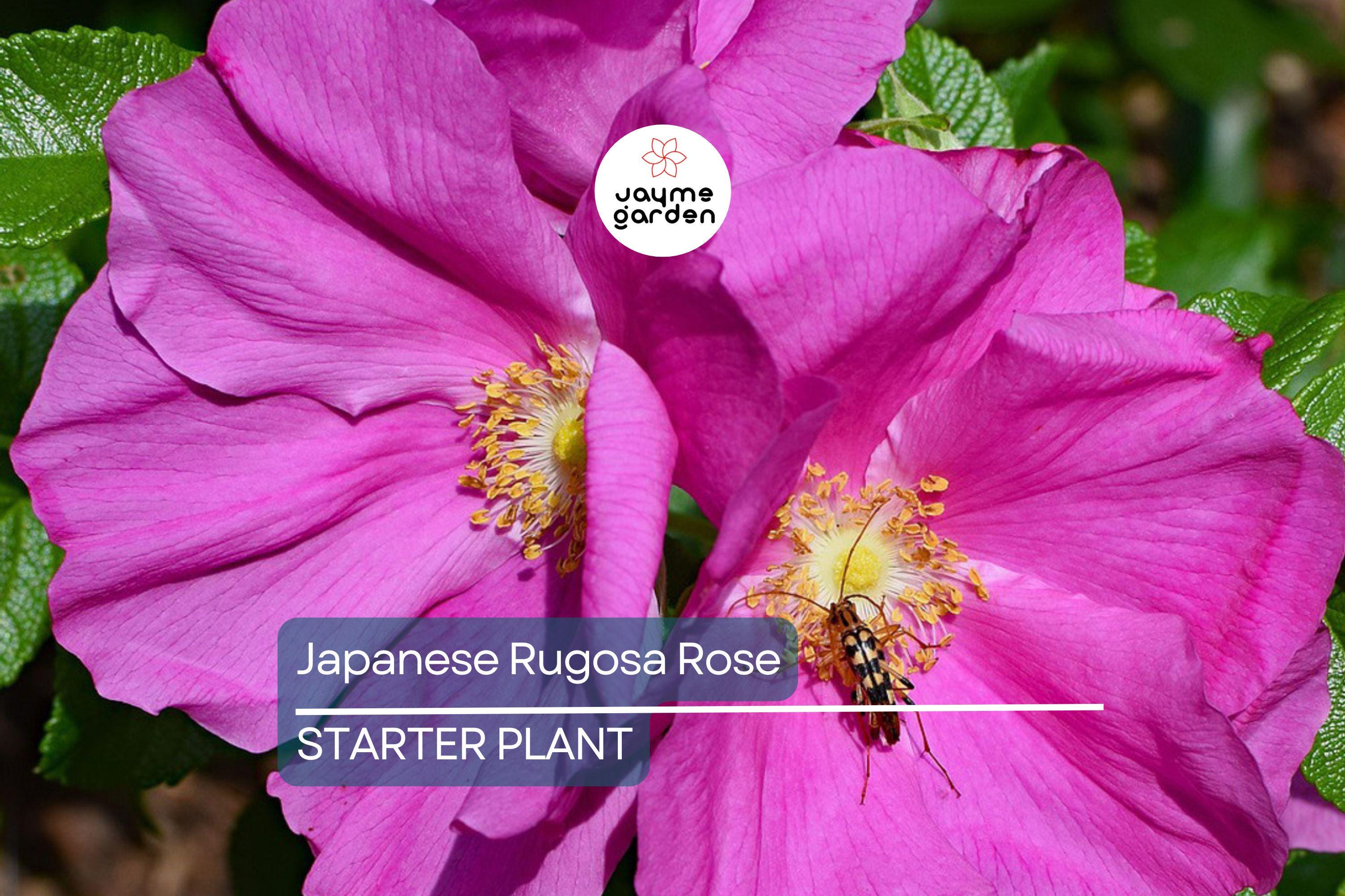 Japanese Rugosa Rose Starter Plant | Live Bare Root 6"-12" | Hardy, Fragrant Rose for Zones 5-10 | Salt-Tolerant with Pink Flowers