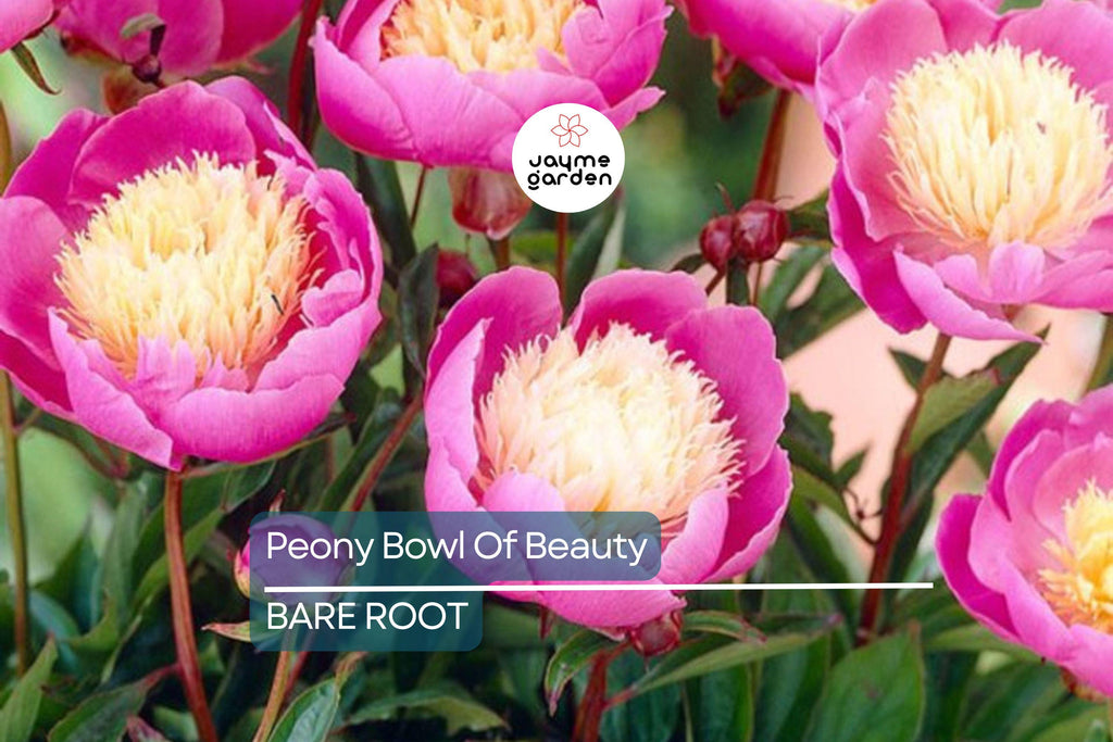 Peony ‘Bowl of Beauty’ | 2+ Eyes Bare Root | Stunning Bi-Color Blooms | Perennial Cut Flower | Deer-Resistant | Zones 3-8