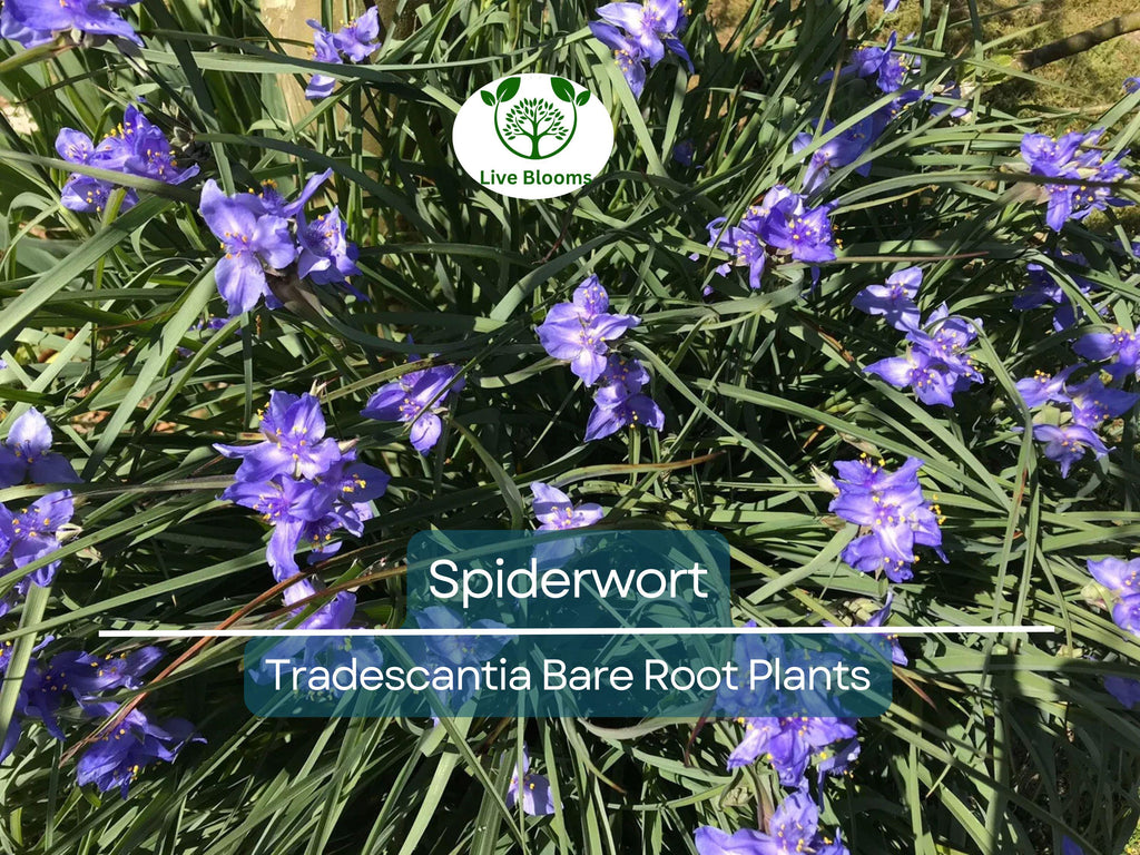 25 Spiderwort Plants – Bare Root Rhizomes – Tradescantia virginiana – Hardy Perennial with Purple Flowers for Sun or Shade
