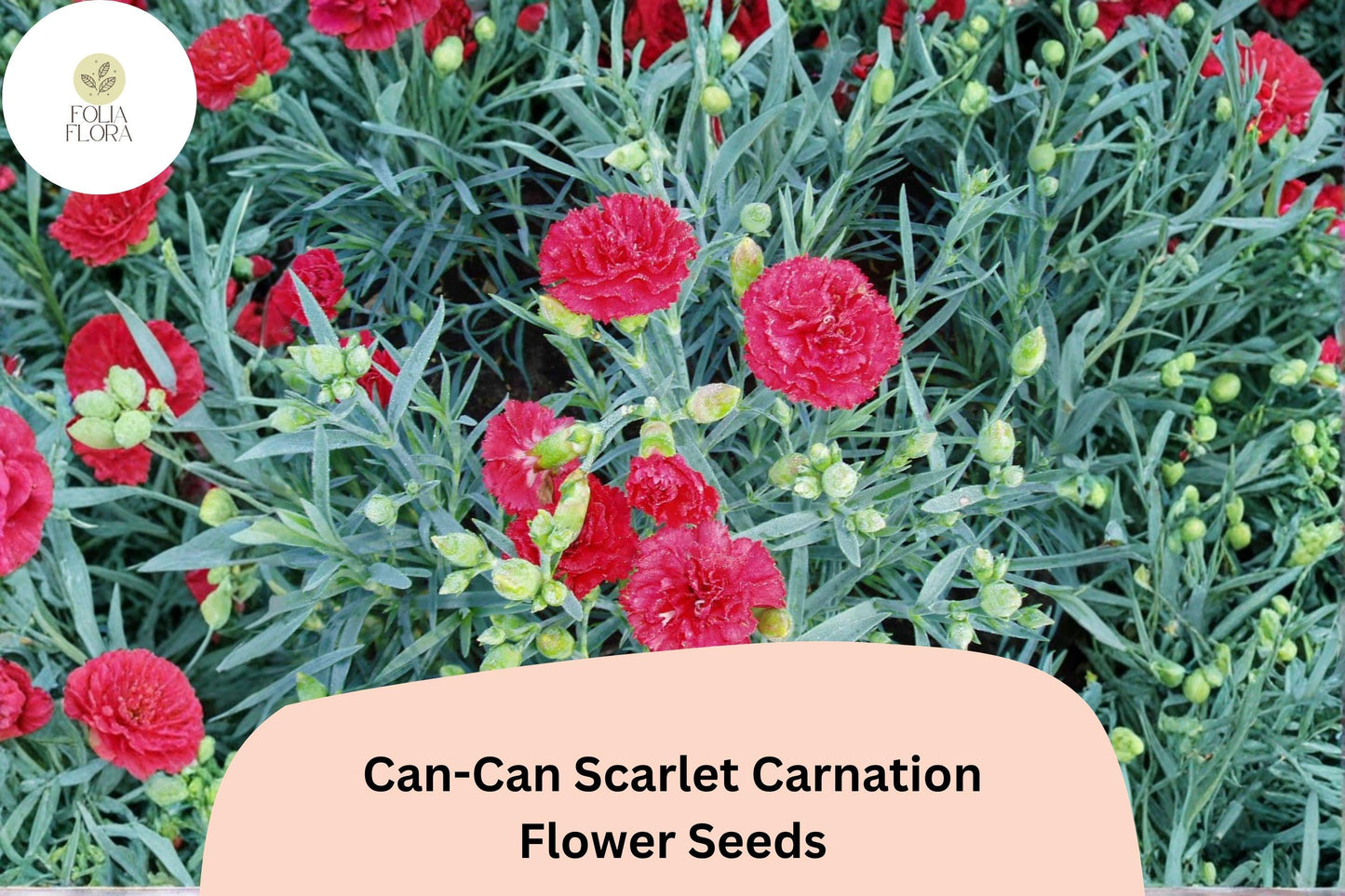 200+ Can-Can Scarlet Carnation Seeds | Dianthus caryophyllus | Bright Red Blooms for Garden & Borders