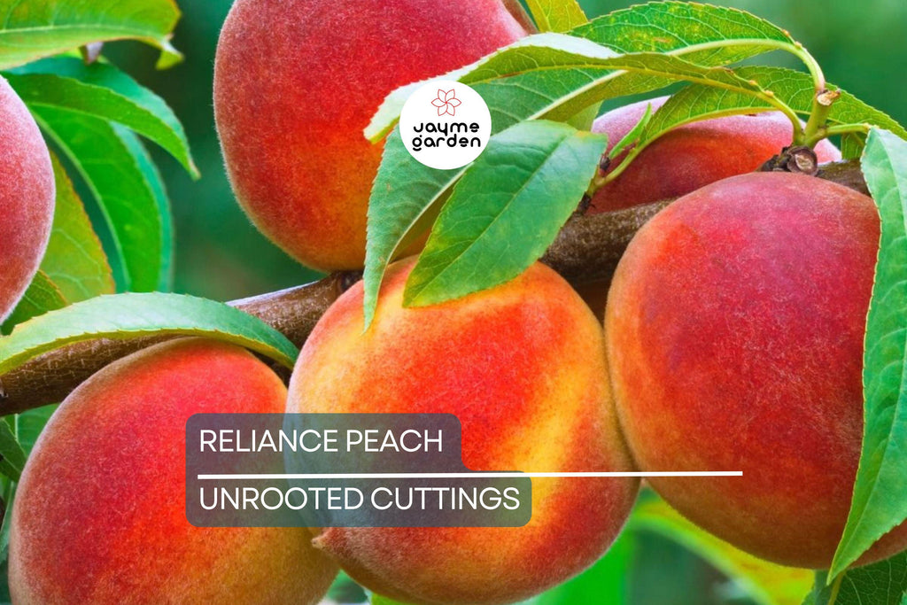3 Reliance Peach Fruit Tree Scion Cuttings 10-12" Non-Rooted for Grafting or Rooting